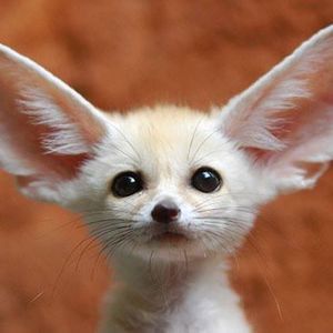 Meet your Posher, Chava